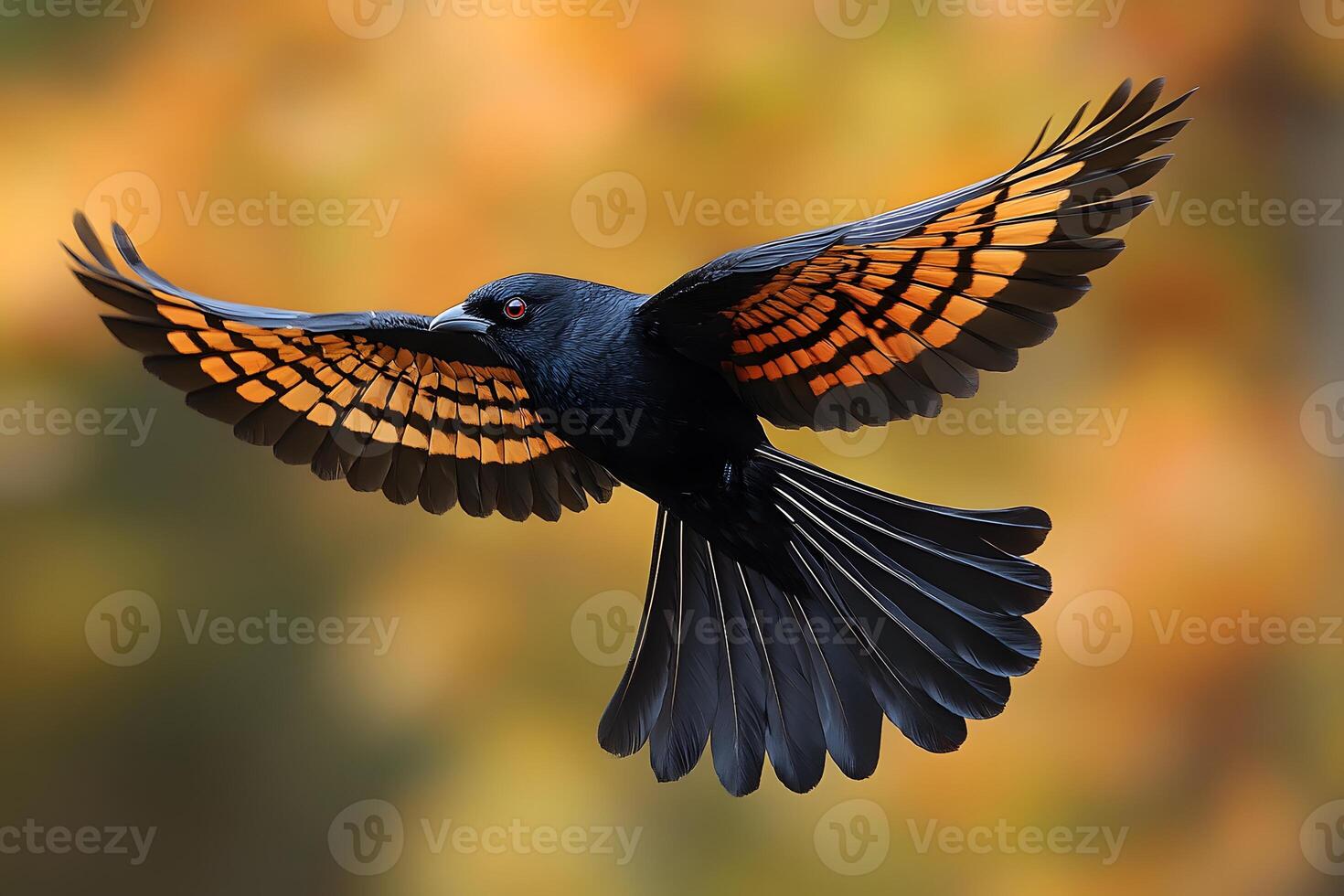 Majestic Black Bird in Flight with Vibrant Orange Wings Against Autumn Backdrop photo