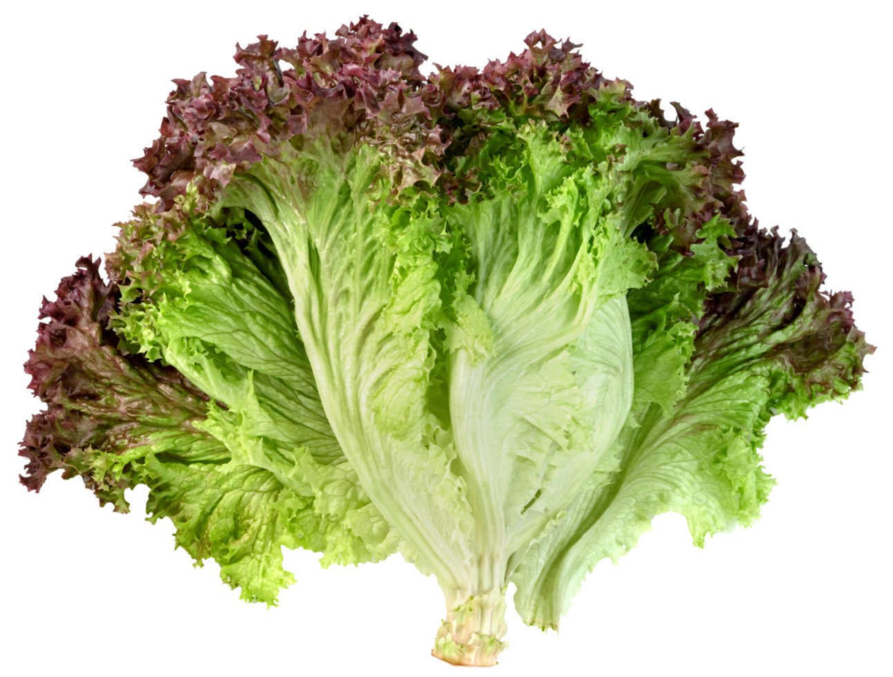 red coral lettuce isolated. png