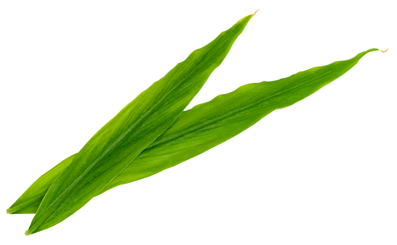 leaf fresh ginger isolated, Green leaves pattern png