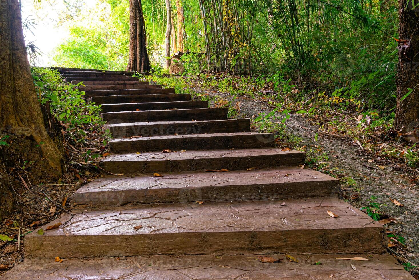View of concrete walkway in the bamboo forest lead to the sinkhole name Lom Phu Khiew. photo