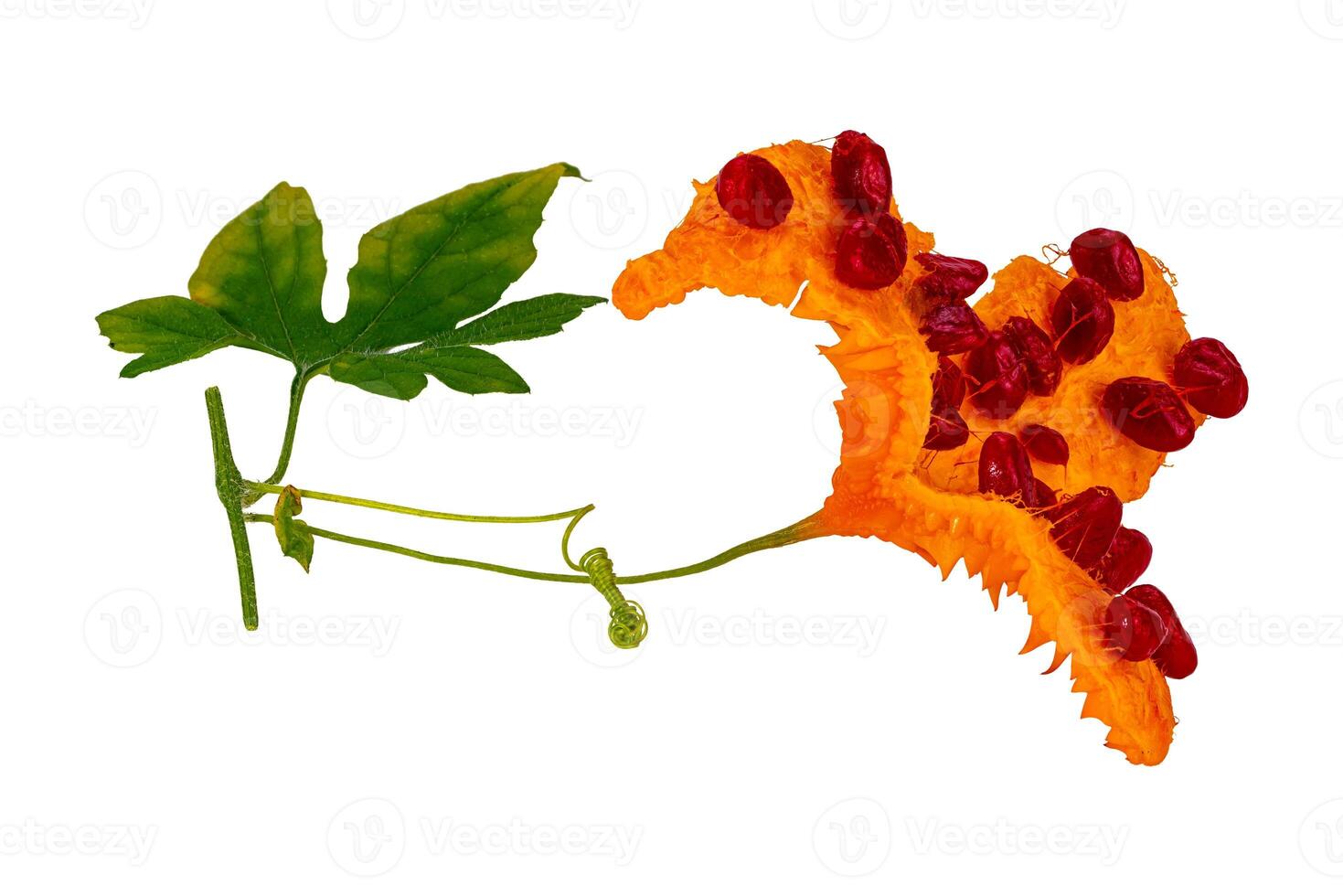 Side view of single ripe Bitter Gourd with red seeds. photo
