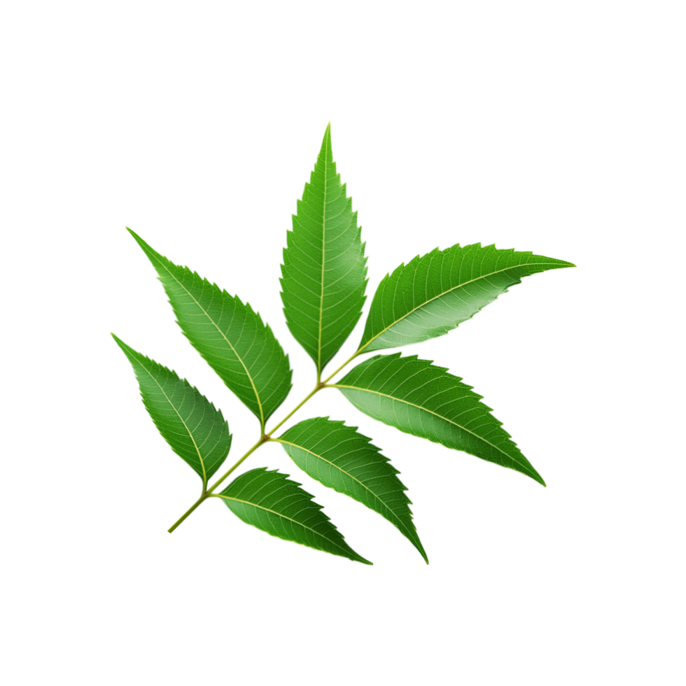 Top view of neem leaf on transparent background png