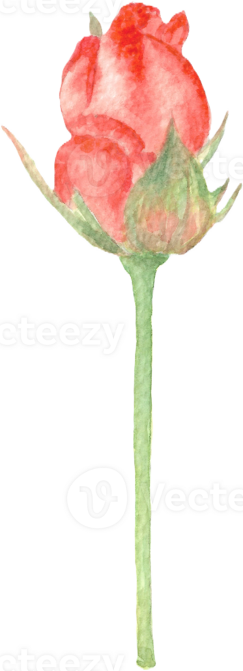Rose in Light Red with Long Stem that was drawn and painted by hand in watercolor fine art png