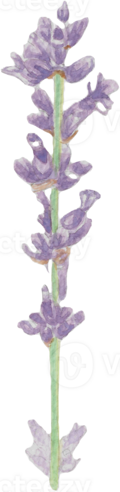 Lavender in Full Blossom that was drawn and painted by hand in watercolor fine art png