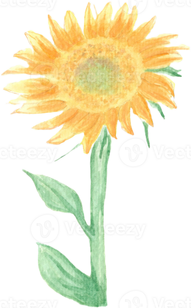 Sunflower with Two Leaves that was drawn and painted by hand in watercolor fine art png