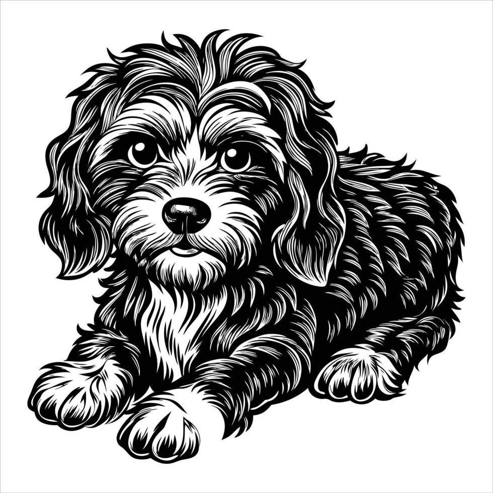Cavapoo lying down vector