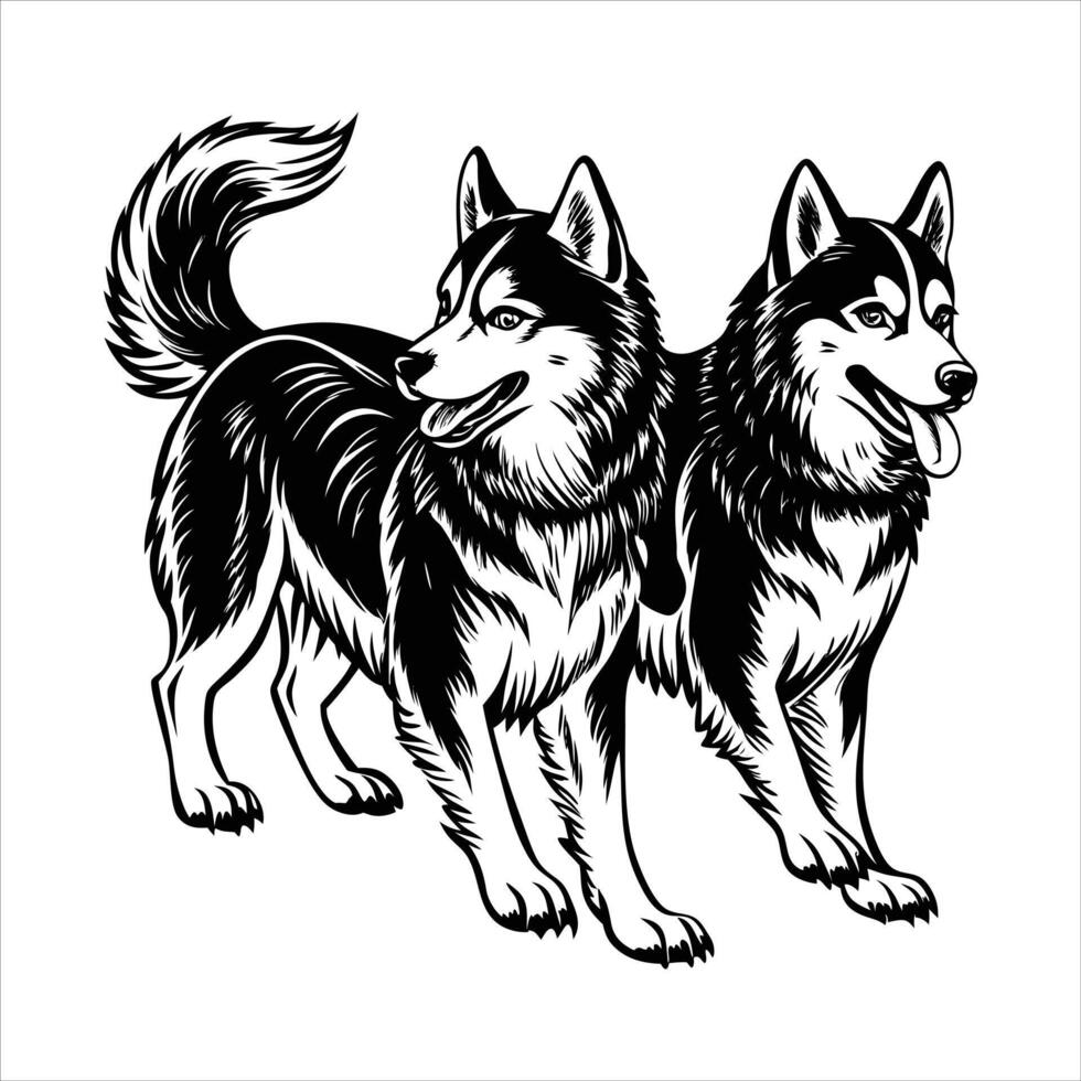 Siberian Husky Dog Walking vector