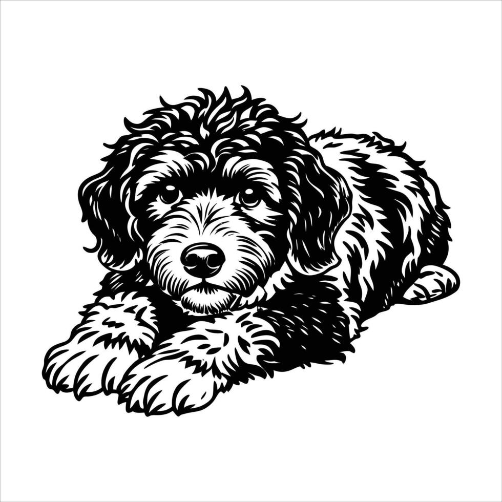 Lagotto Romagnolo Resting vector