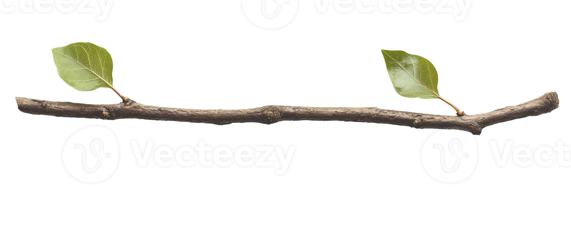 Rustic Branch with Two Leaves png