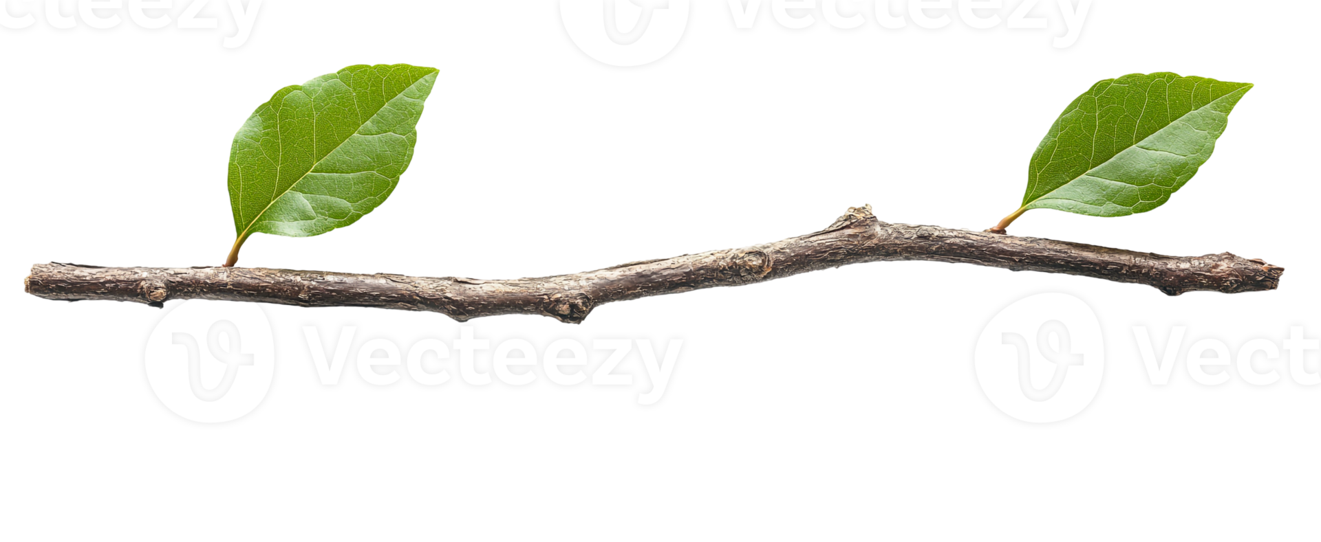 Rustic Tree Branch with Two Vibrant Leaves png