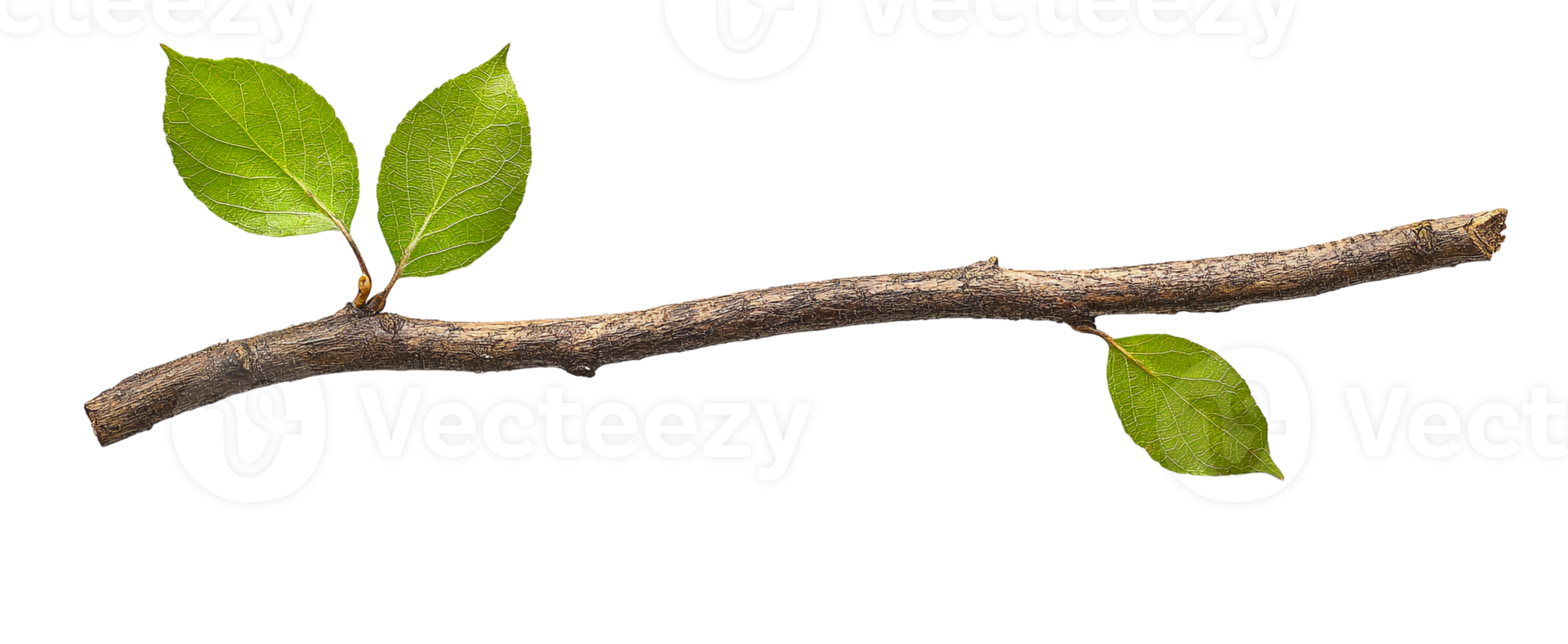 Simple Branch with Two Green Leaves png