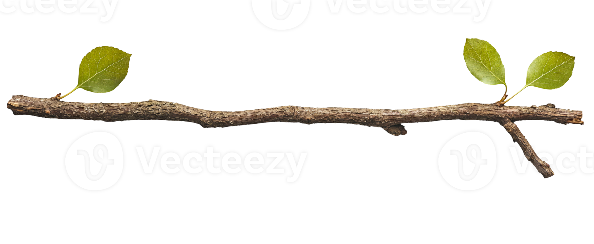 Minimalist Branch with Two Green Leaves png