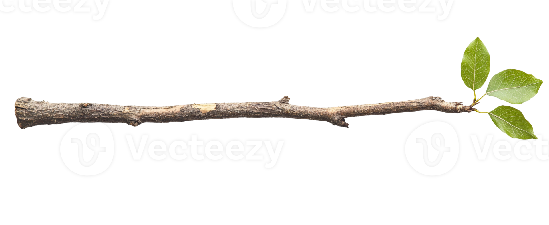 Natural Wooden Branch with Two Leaves png