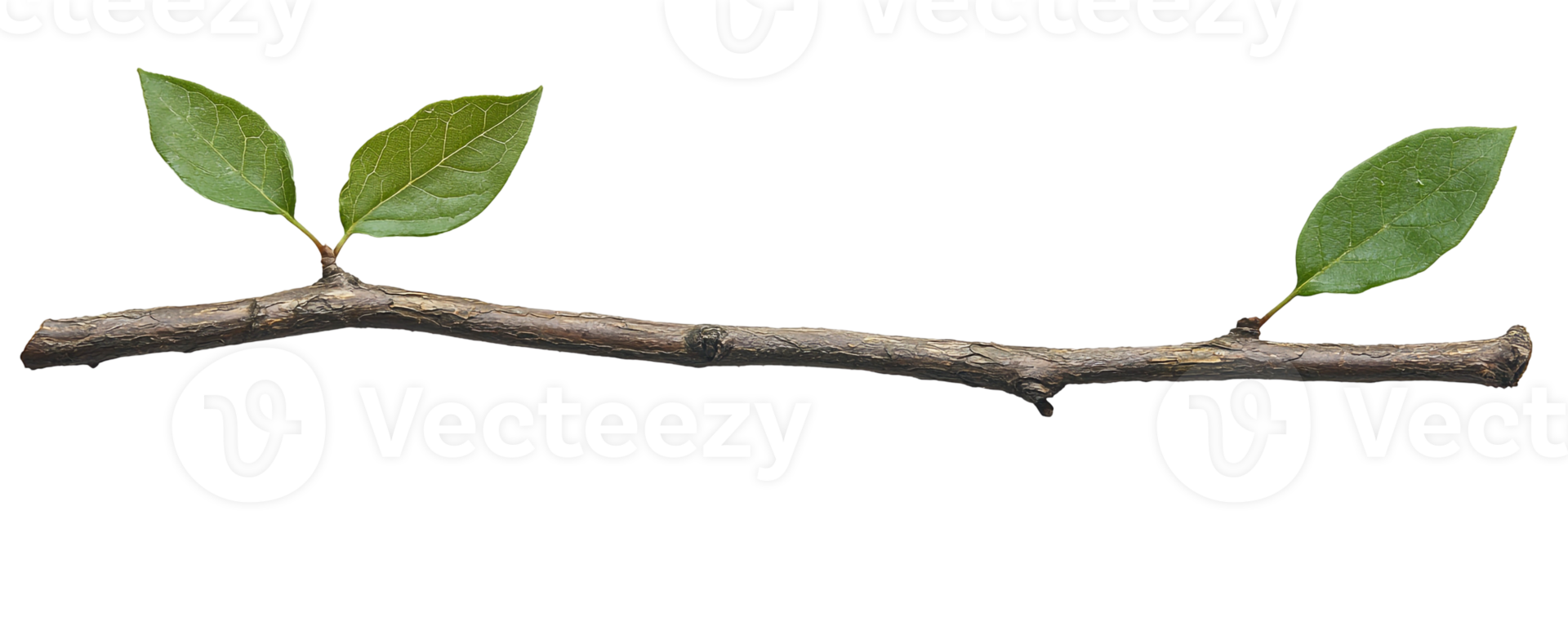 Minimal Nature Branch with Two Leaves png