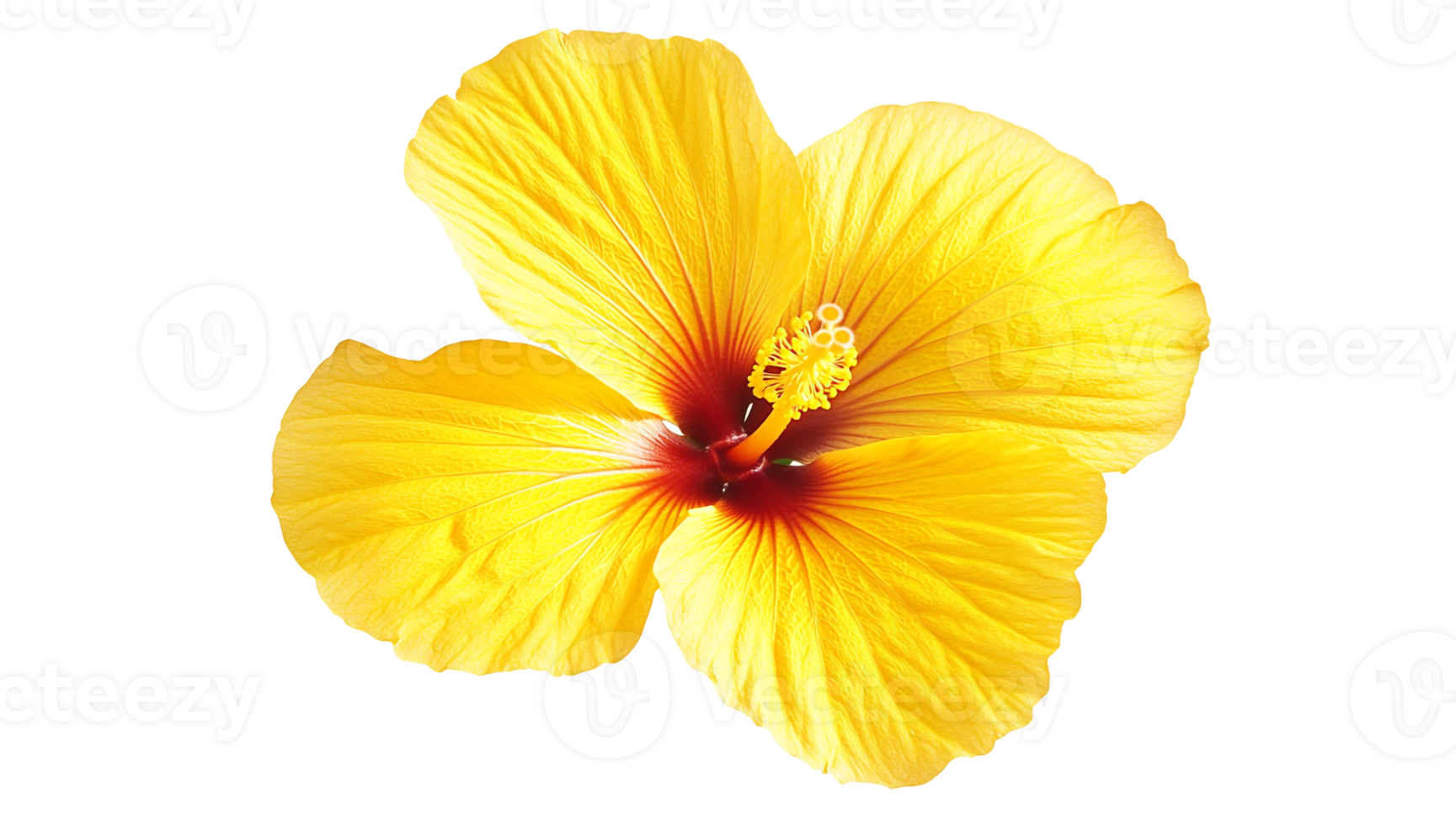 Single Hibiscus Flower, Detailed Petals and Stamen png