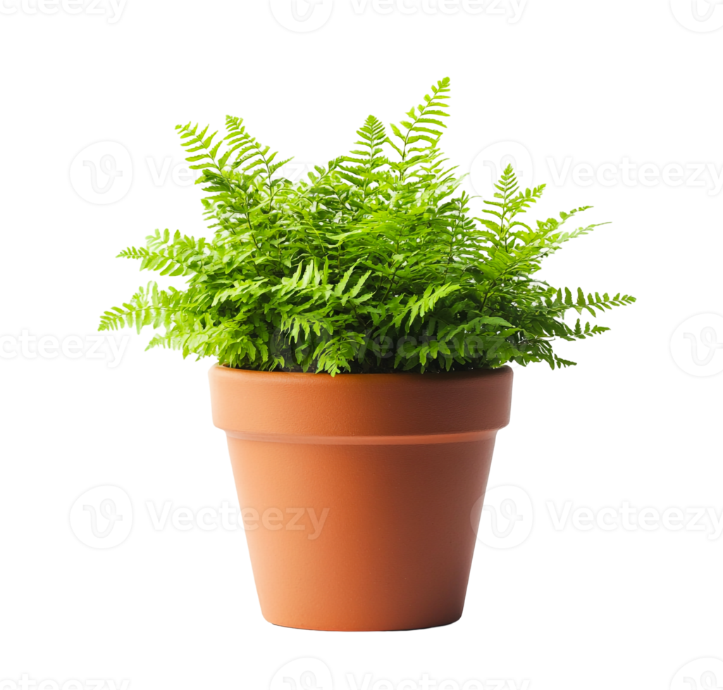 Indoor green plant in a ceramic pot png