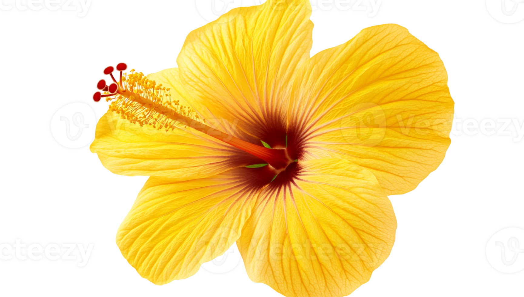 Fresh Single Hibiscus Bloom png