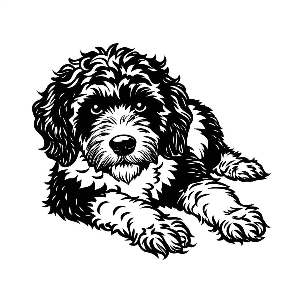 Cute Lagotto Romagnolo Resting vector