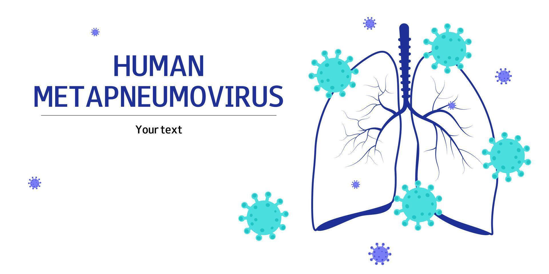 Background with human lungs and virus. Metapneumovirus or hMPV. Banner with free space for text. Medical flat illustration. vector