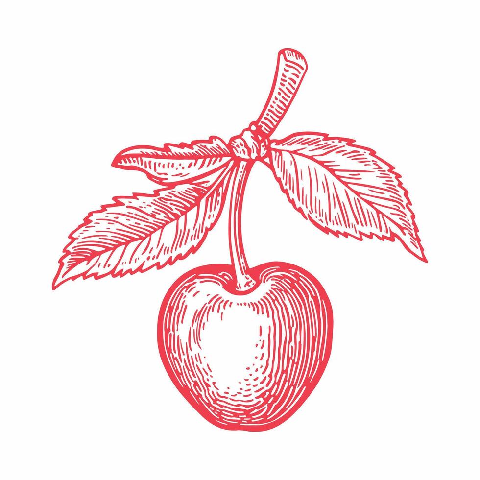 Two cherries with one leaf Cherry line icon outline glyph linear pictogram isolated on white vector