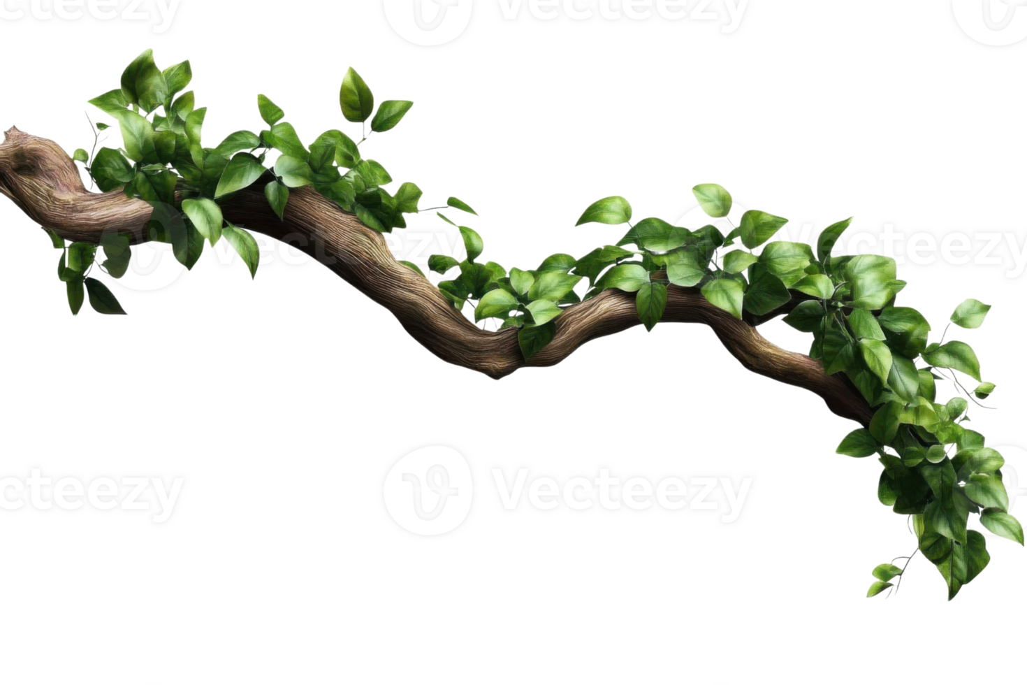 lush green vine on wooden branch on transparent background png