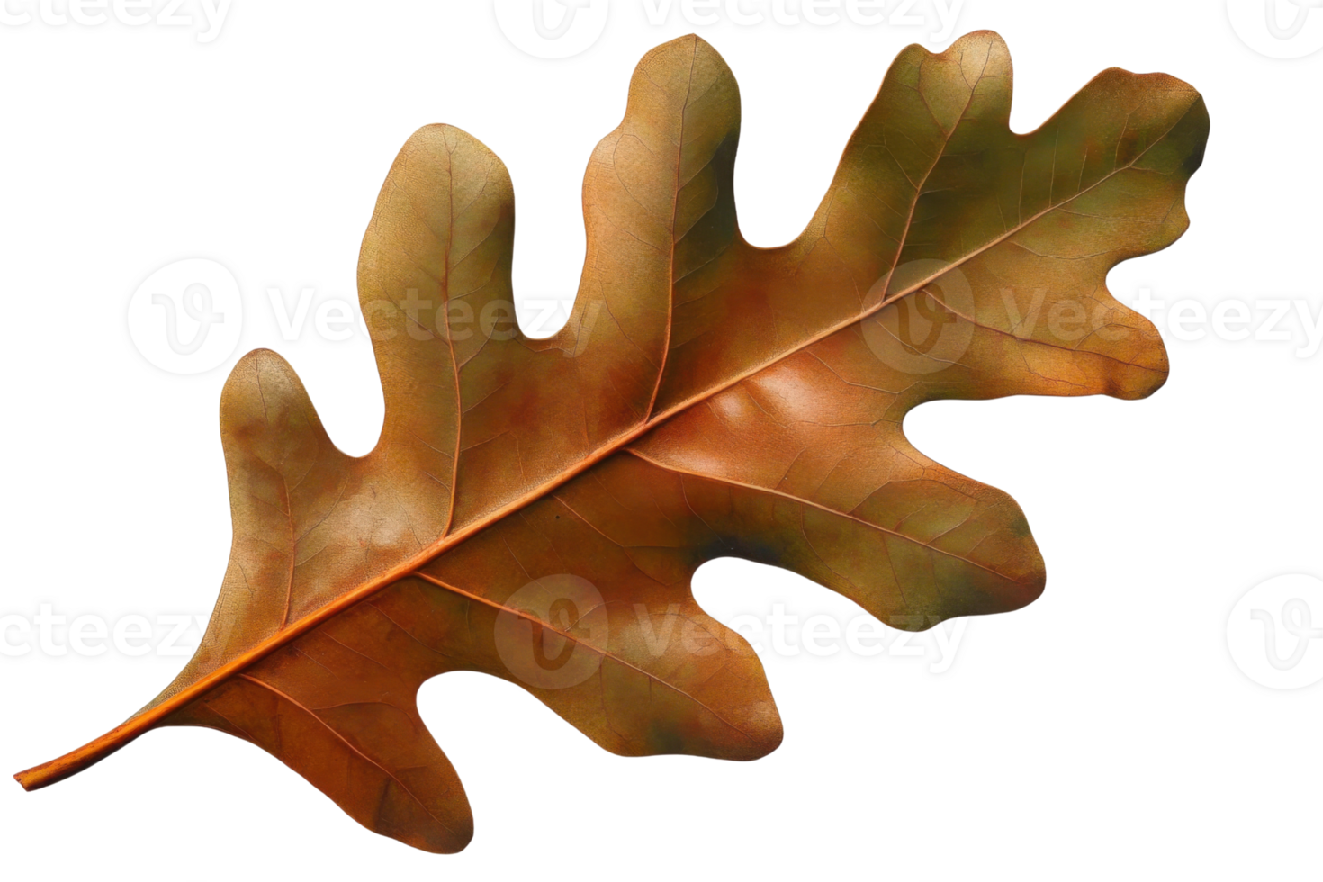 autumn oak leaf on transparent background png