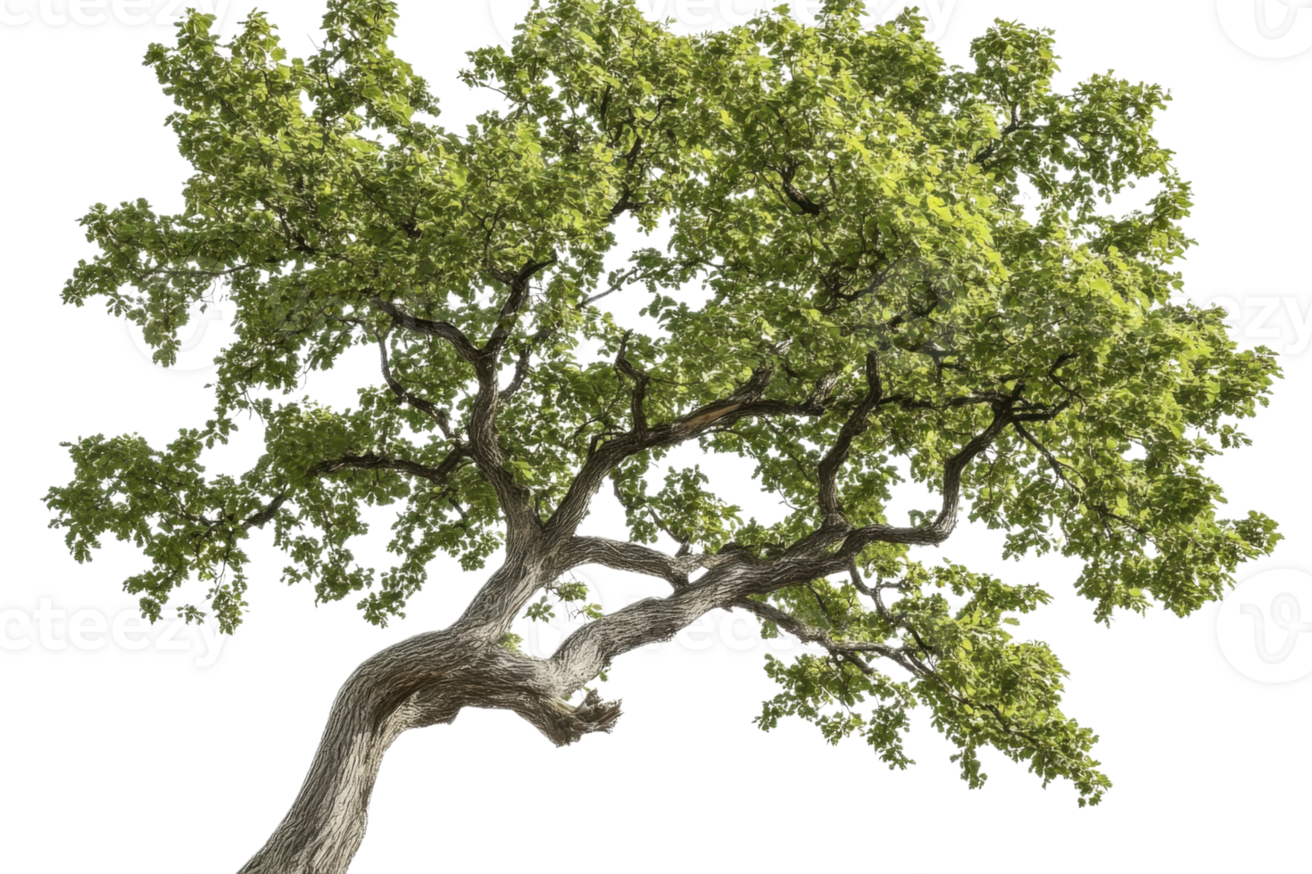 large green tree branch on transparent background png