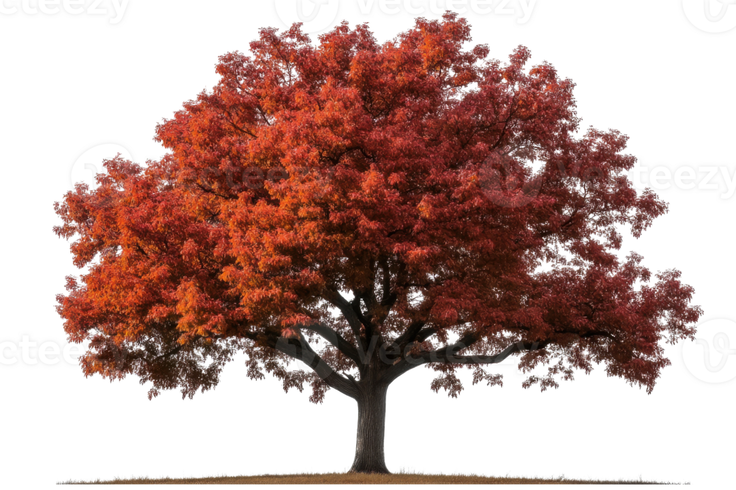autumn oak tree on transparent background png