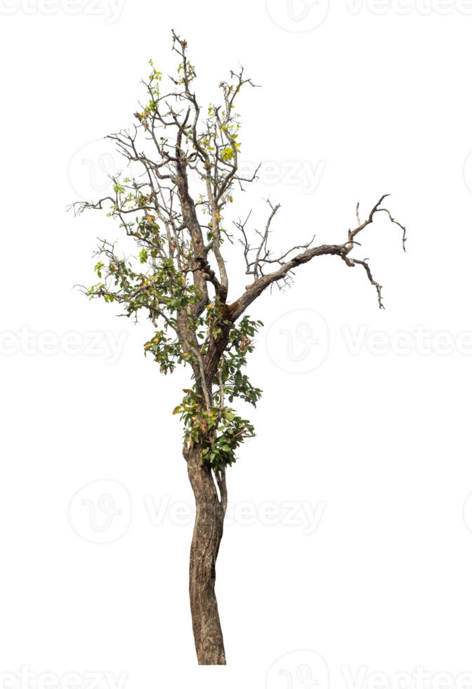 Tree on transparent background, real tree green leaf. png