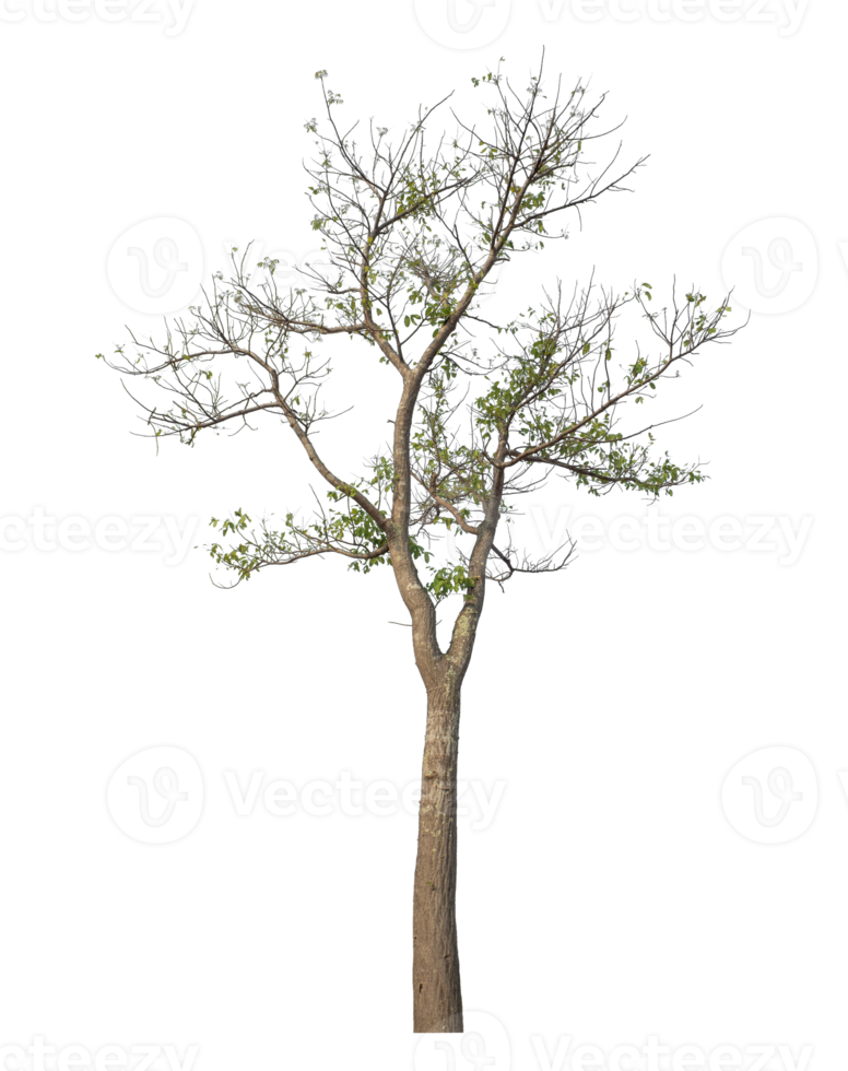 Tree isolated on transparent background png