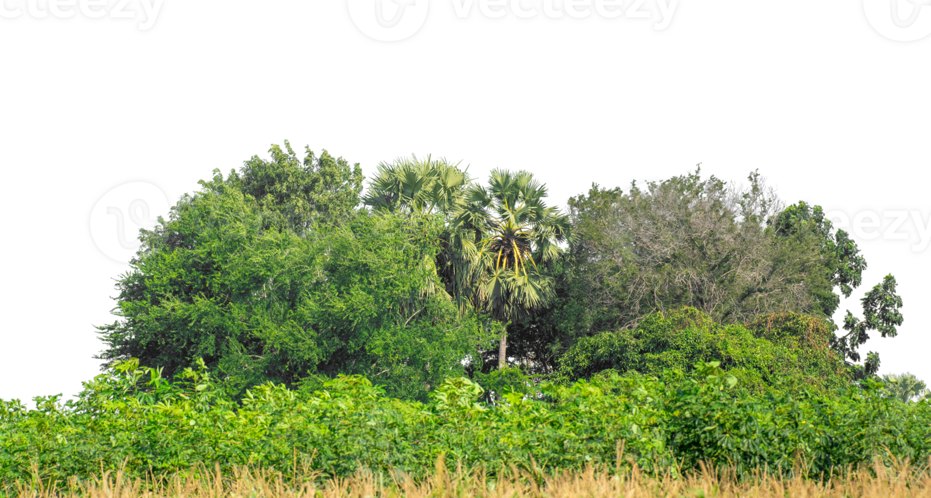 Green trees isolated are forest on transparent background, high resolution. png