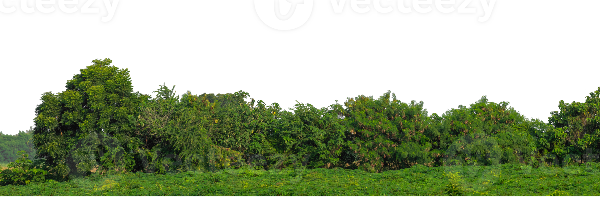 Green trees isolated are forest on transparent background with clipping path and alpha channel, high resolution. png