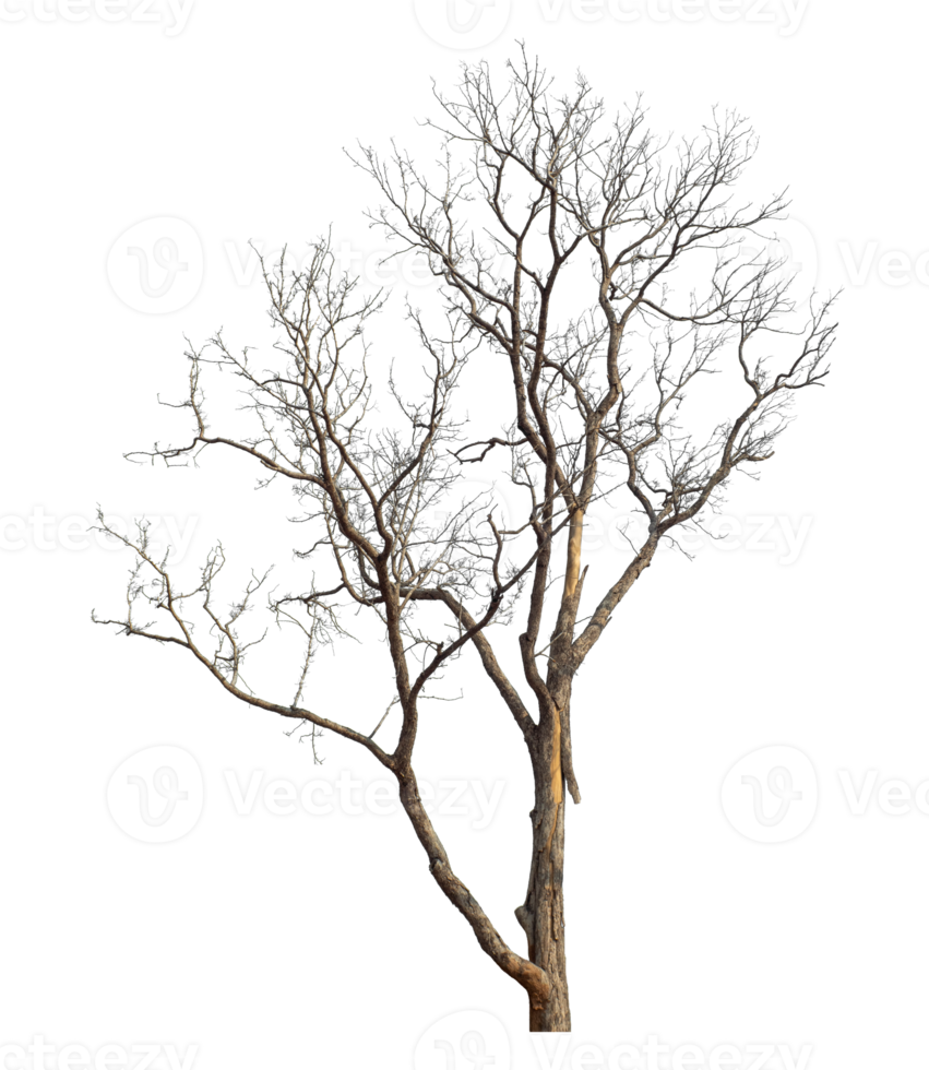 Dead tree isolated on transparent background. Tropical tree. png