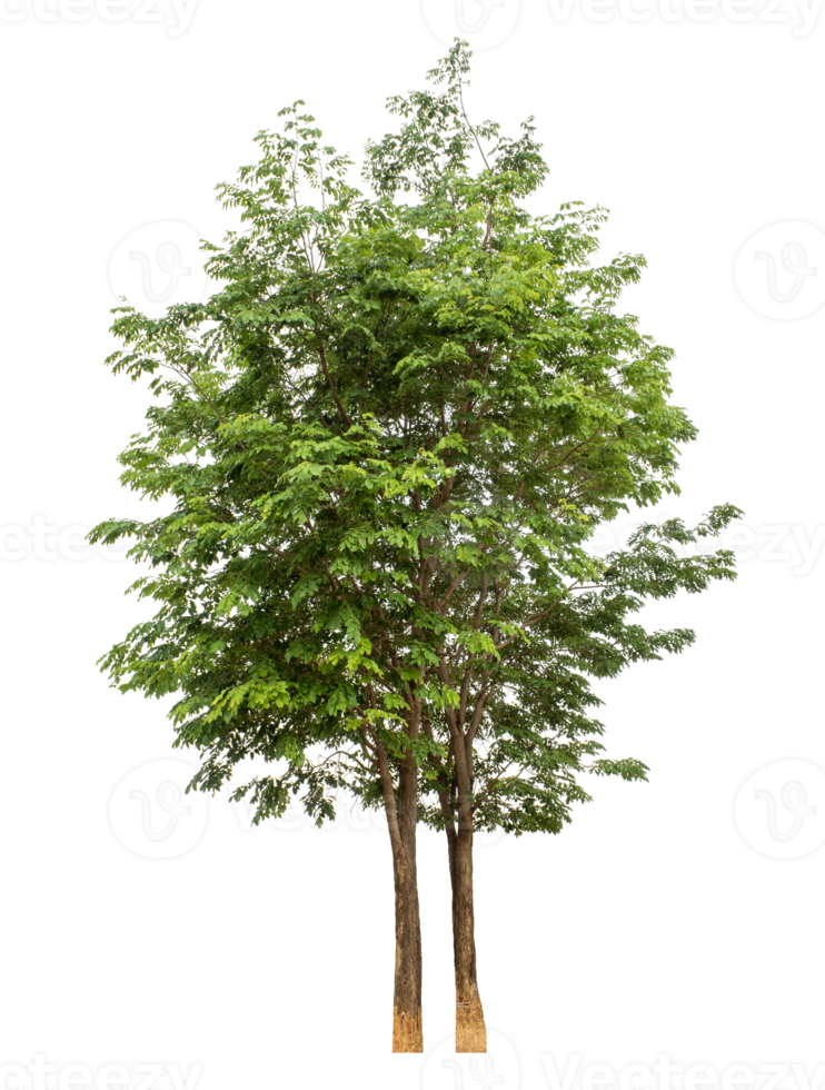 Trees isolated on transparent background, real tree green leaf. png