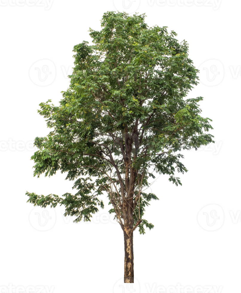 Real tree with green leaves, tree on transparent background, high resolution. png