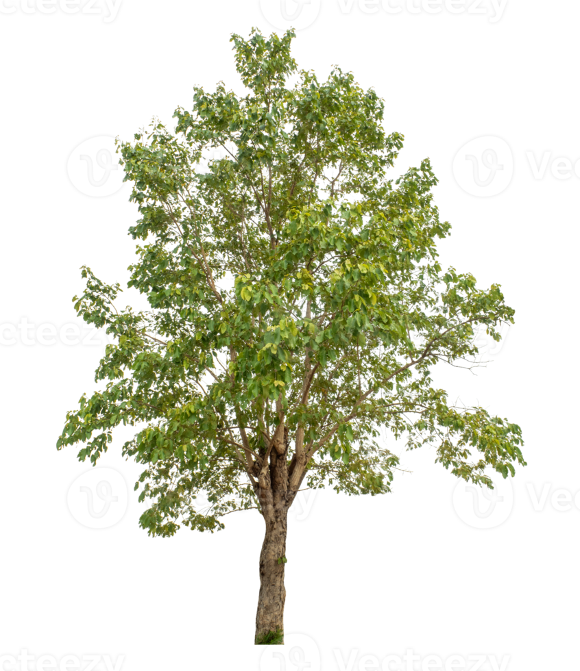 Tree isolated on transparent background, high resolution. png