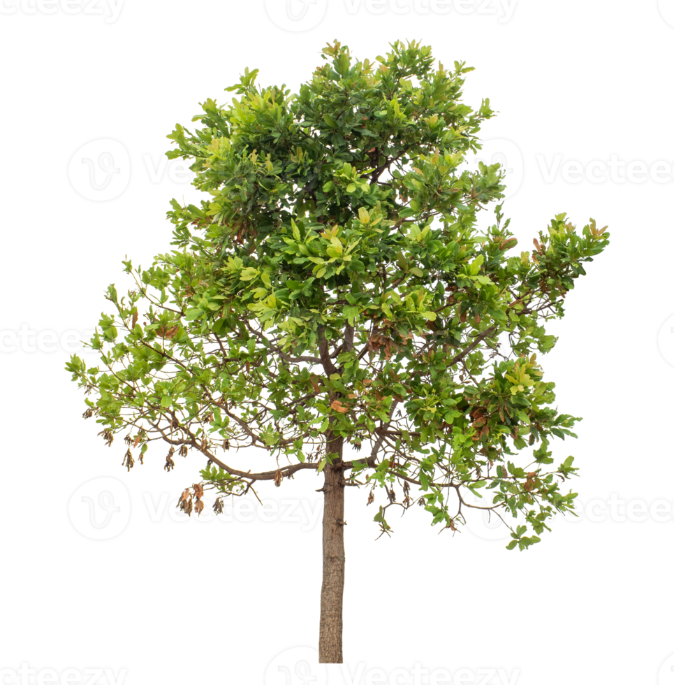 Green tree isolated on transparent background with clipping path and alpha channel. png