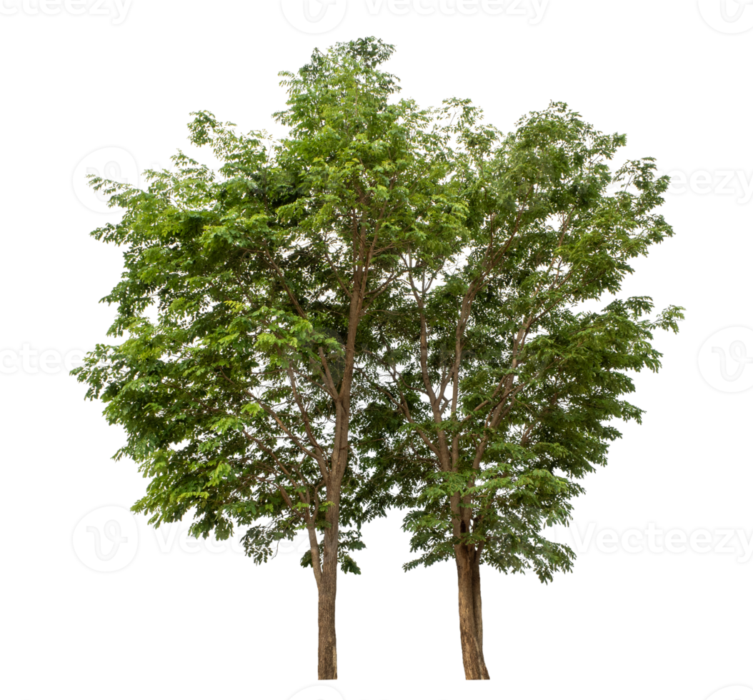 Trees isolated on transparent background. png