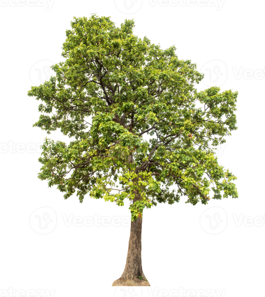 Green tree isolated on transparent background, high resolution. png