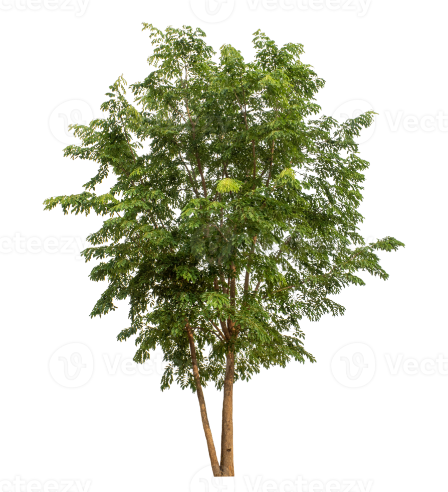 Tree with green leaves on transparent background. png