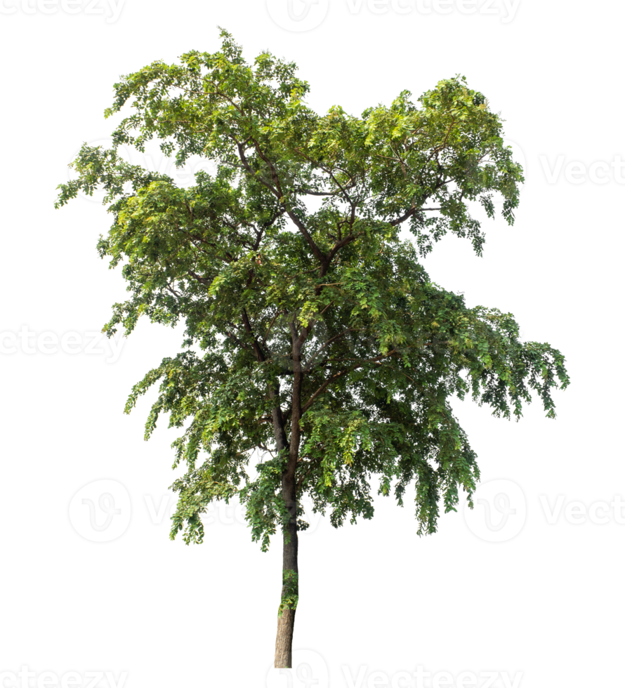 Isolated Single tree with clipping path and alpha channel on a transparent picture background. png