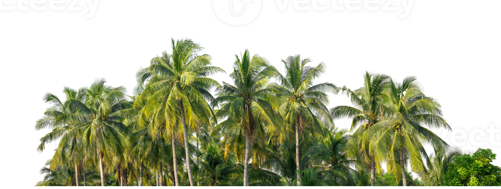Coconut palm trees in summer on transparent background, high resolution. png