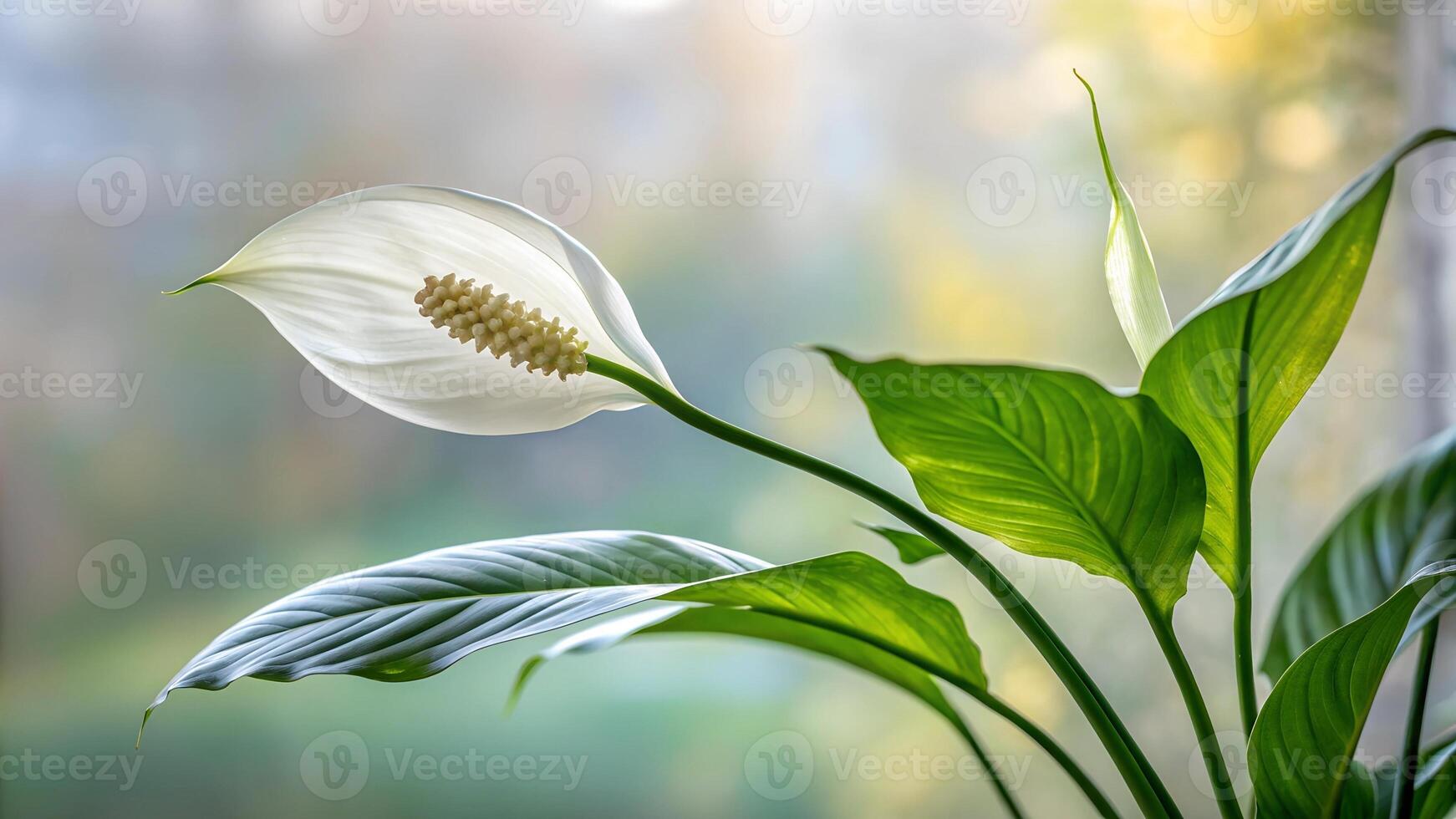 Beautiful white flower of Spathiphyllum on a green background photo