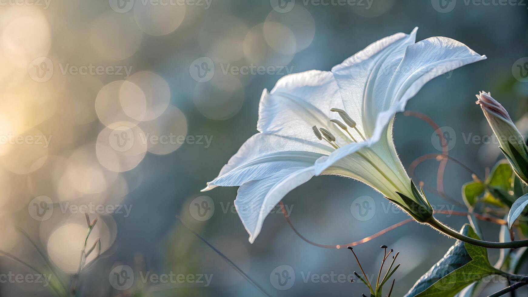 A white beautiful flower blur background photo