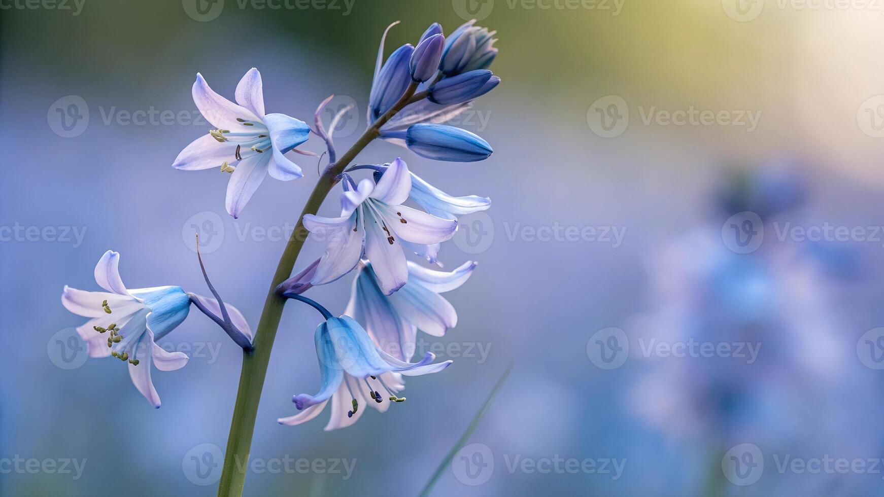 Bluebells in a meadow, selective focus, shallow DOF photo