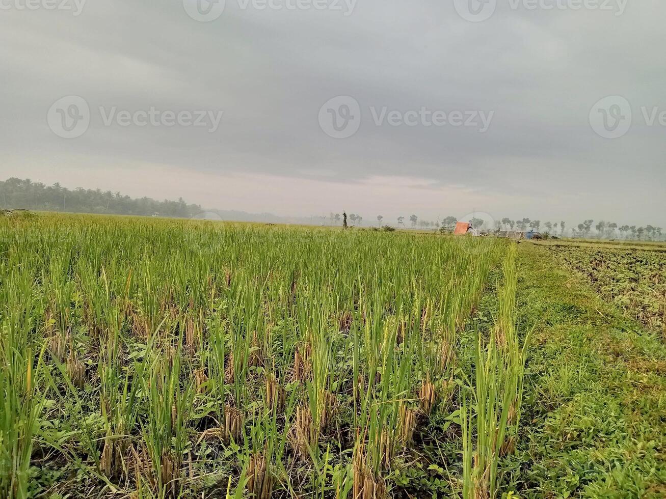 condition of rice fields after the rice harvest season has passed photo
