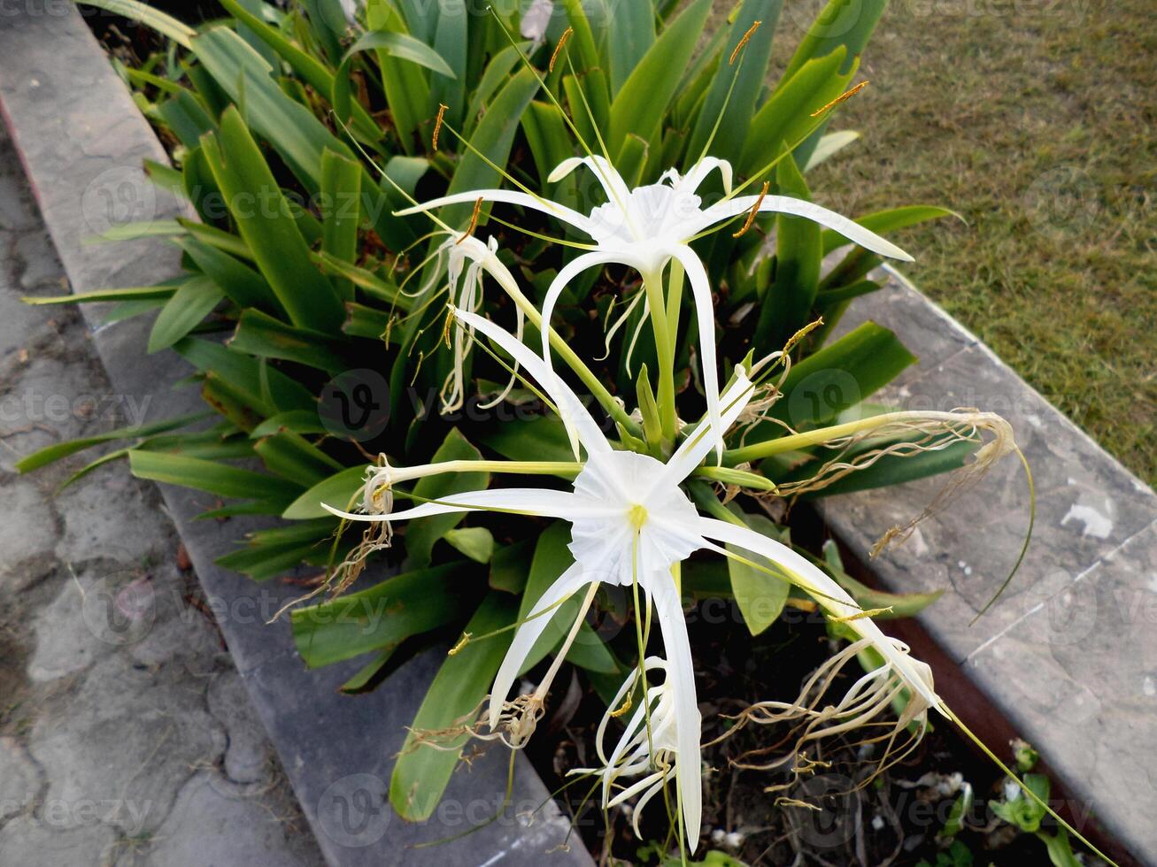 Close up view of spider lily flower ,bloom in the garden photo