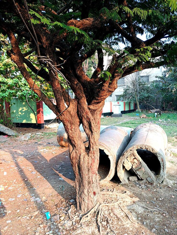 Tranquil Yard with Tree and Concrete Pipes photo