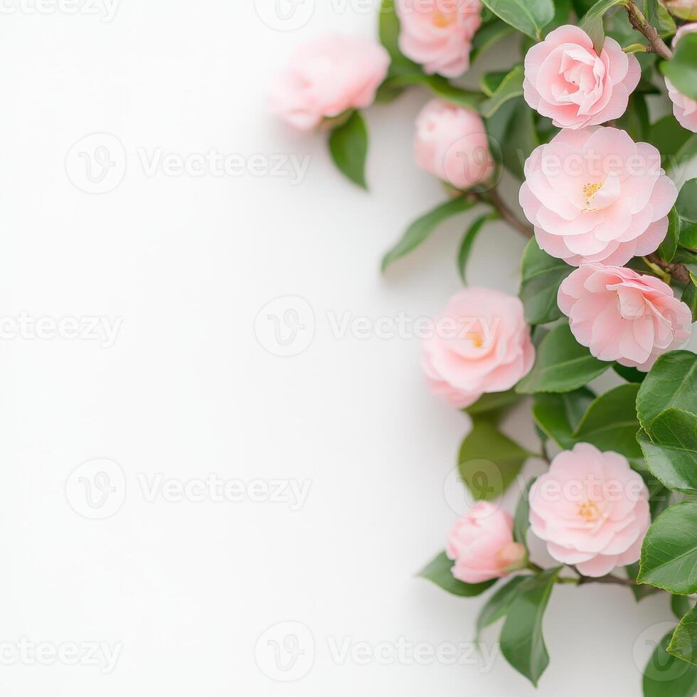 Delicate pink camellia flowers with lush green leaves create serene and vibrant atmosphere, perfect for nature lovers photo