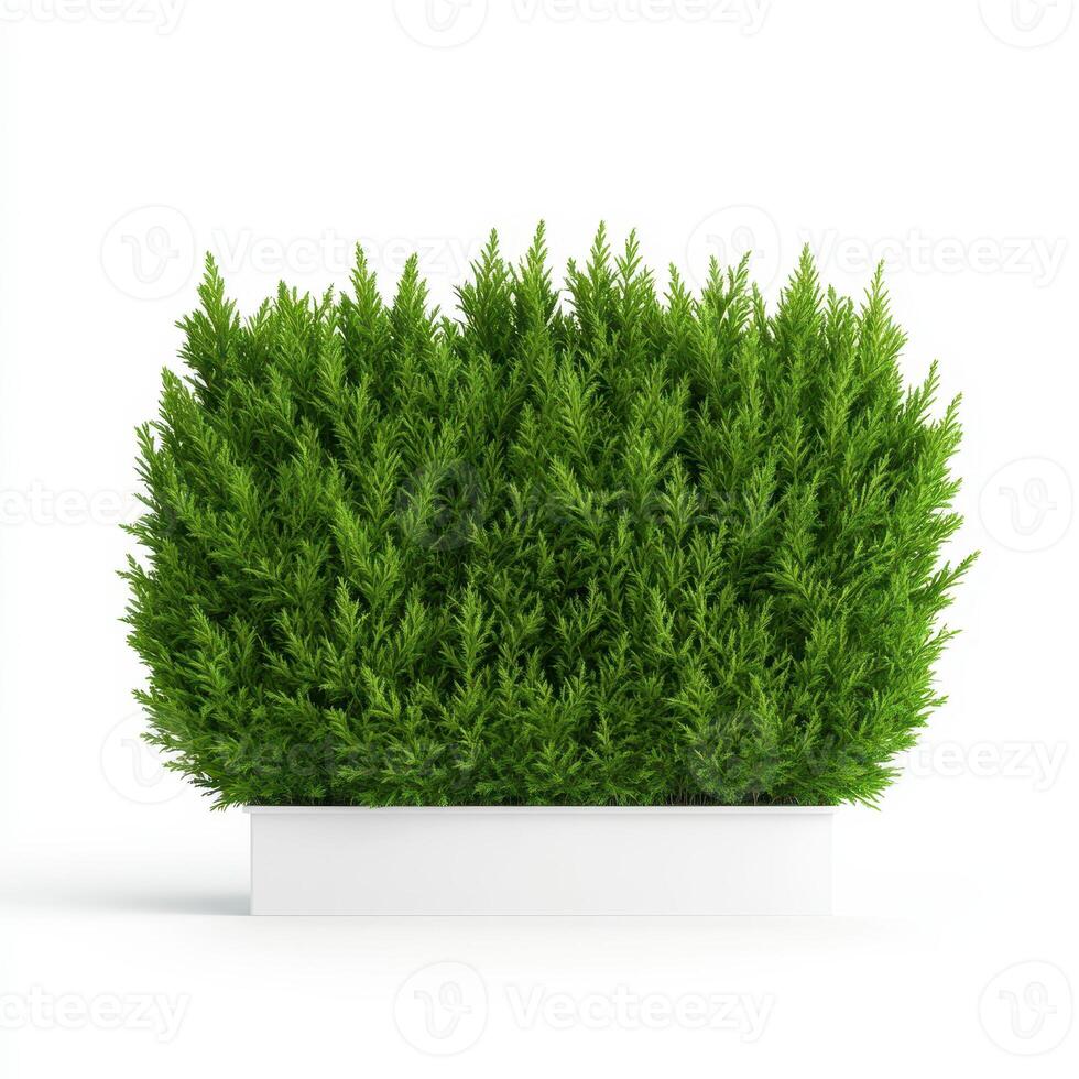 Thick privacy hedge of deep green thuja trees in modern planter photo